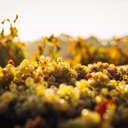 VINOS DUCLES MEDITERRÁNEOS. LOS AROMAS MÁS ELEGANTES.